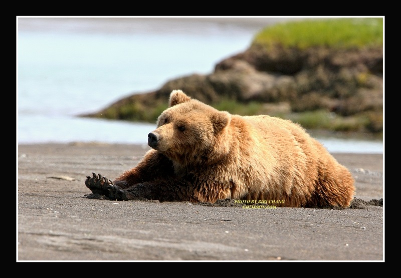 Bear Ready for Nap
