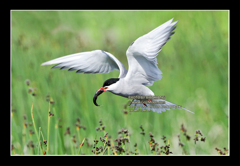 Arctic Tern in Flight