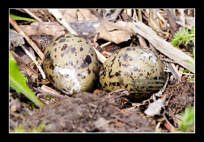 Arctic Tern Nest