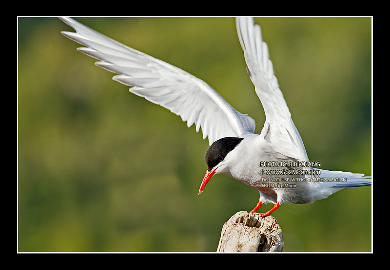 Arctic Tern