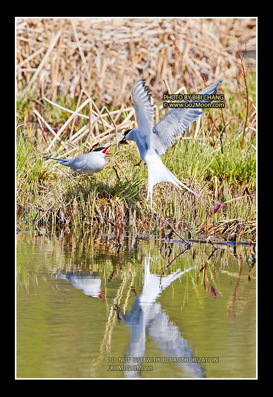 Arctic Tern Mating