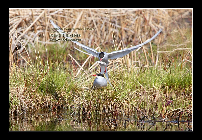 Arctic Tern Mating
