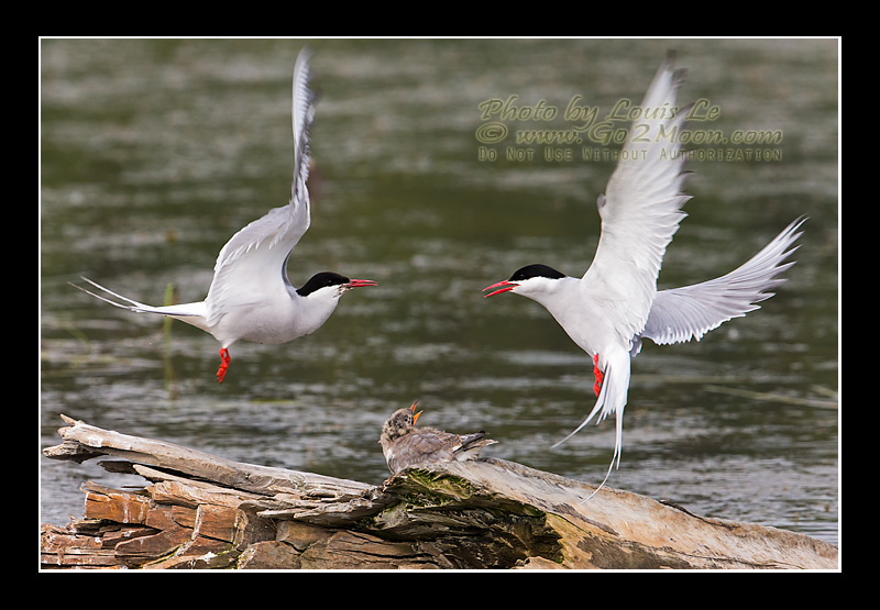 Arctic Terns Fighting