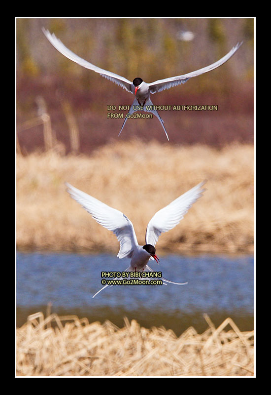 Arctic Terns
