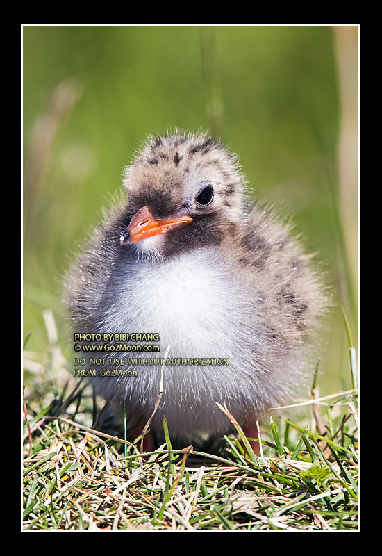 Arctic Tern Chick
