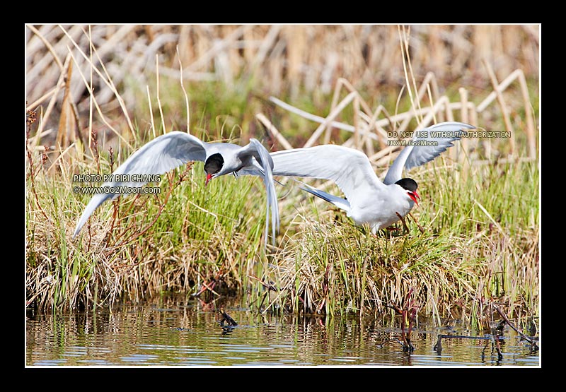 Arctic Tern Mating