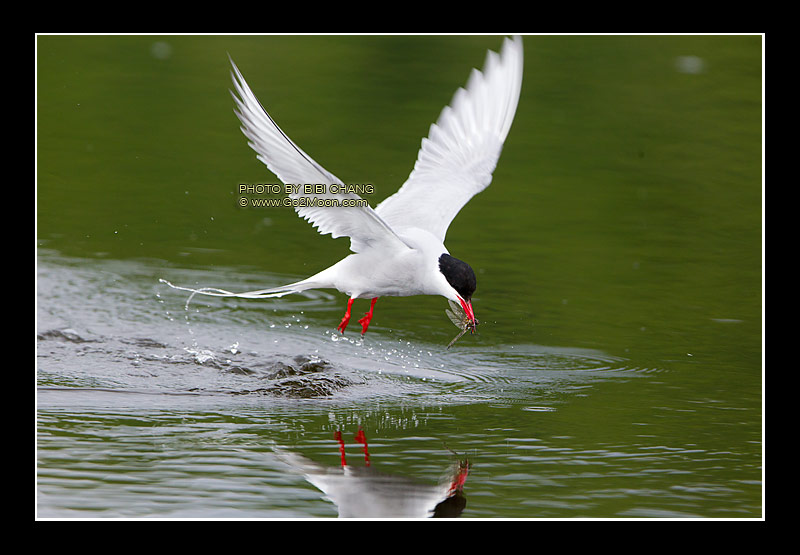 Arctic Tern