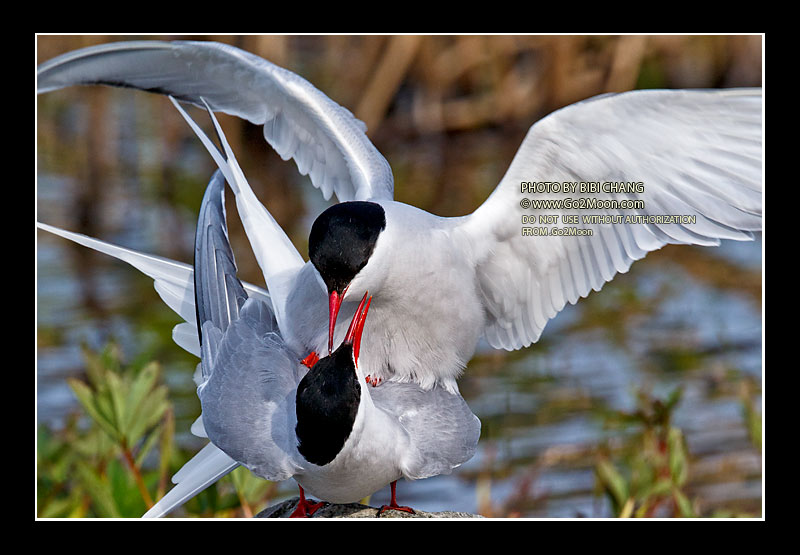 Arctic Tern Mating Ritual