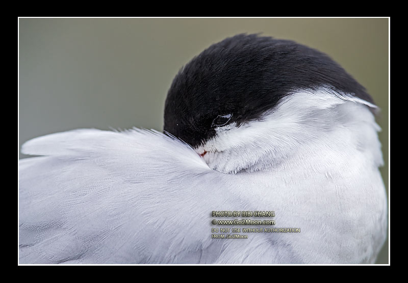 Arctic Tern Feather