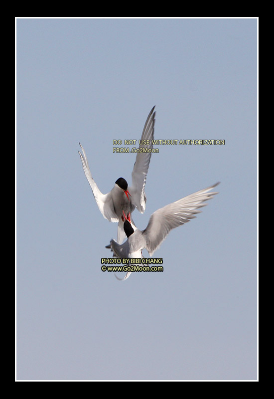 Arctic Tern