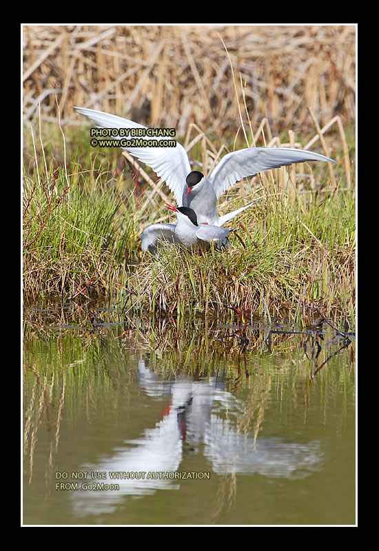 Arctic Tern Mating