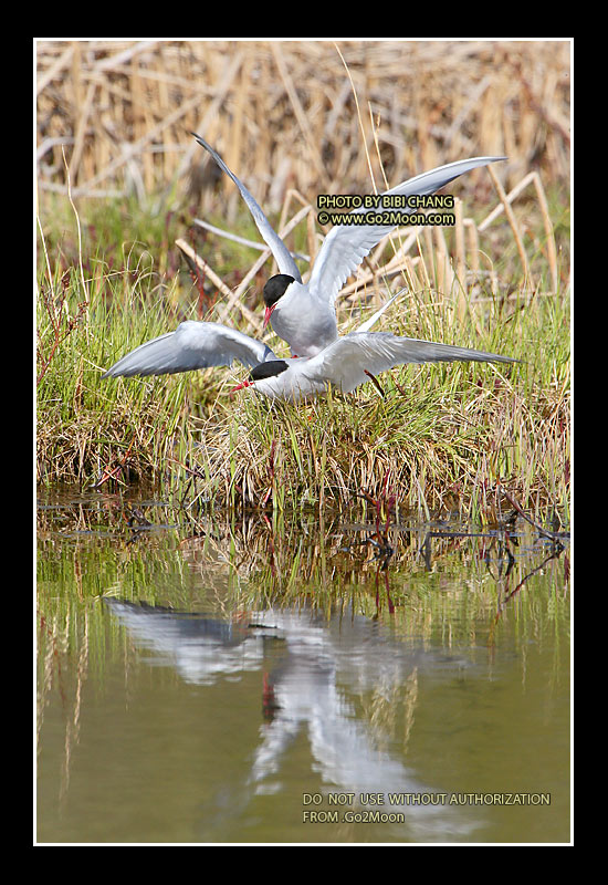 Arctic Tern Mating