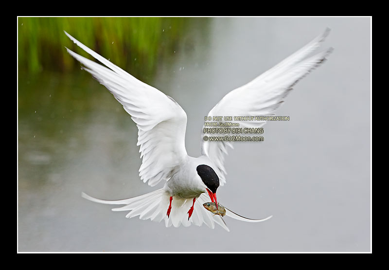 Arctic Tern in Flight