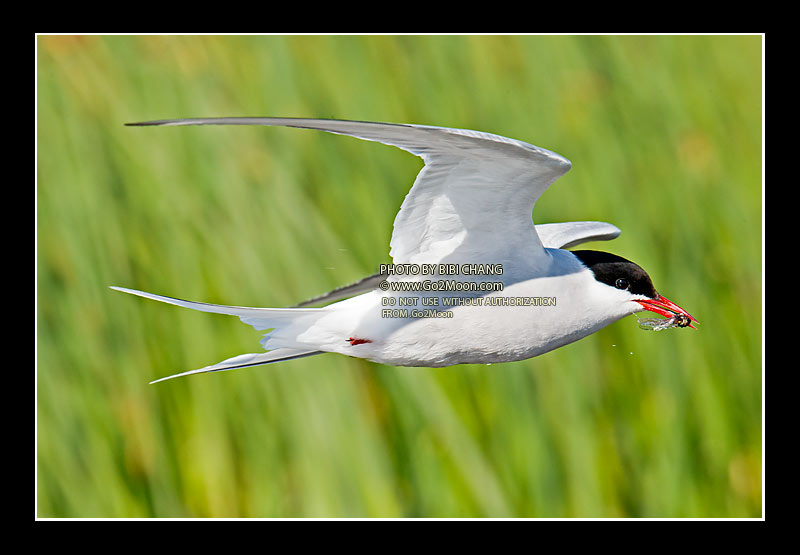 Arctic Tern