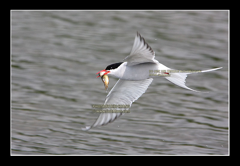 Arctic Tern in Flight
