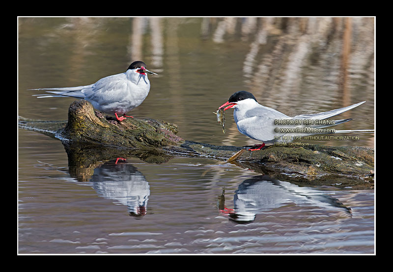 Arctic Terns Holding Fish