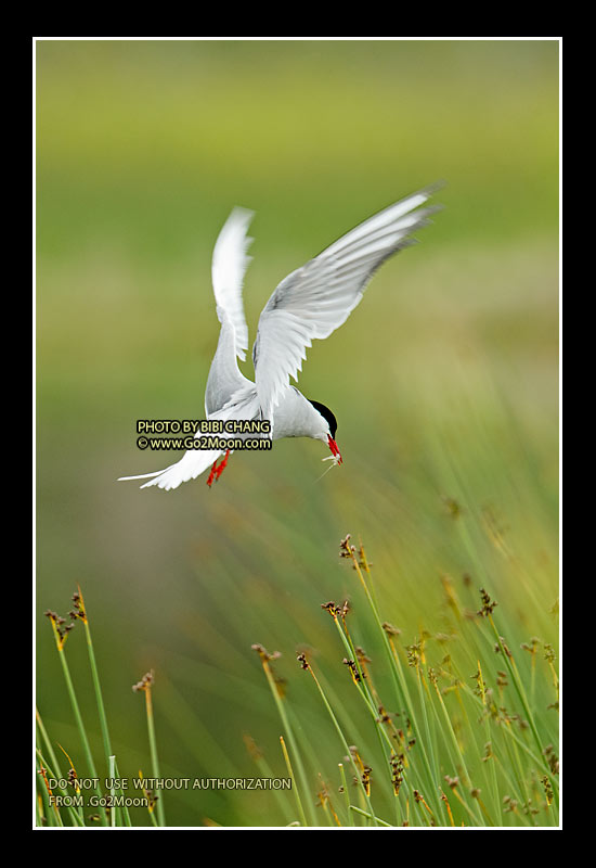 Arctic Tern