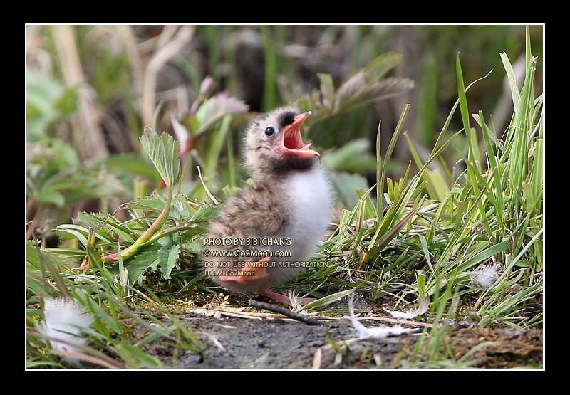 Tern Chick