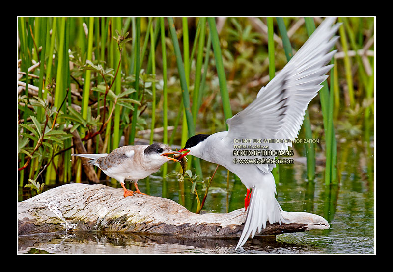 Arctic Tern Chick