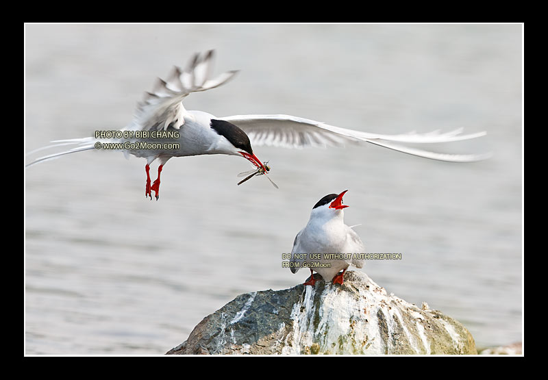 Arctic Tern Feeding