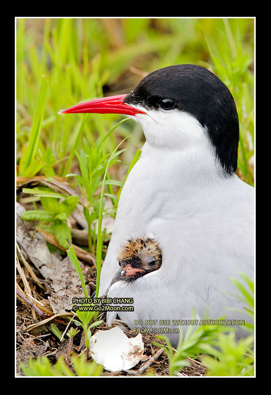 Arctic Tern with Chicks
