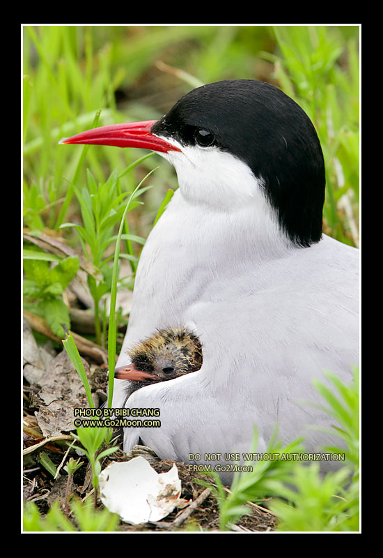 Arctic Tern with Chicks