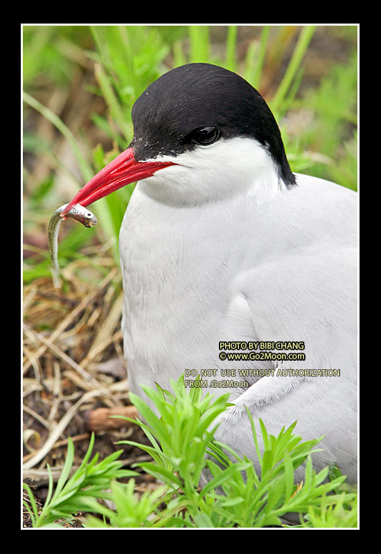 Arctic Tern with Fish