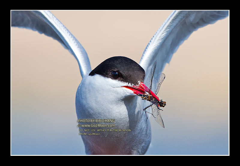 Arctic Tern Close Up