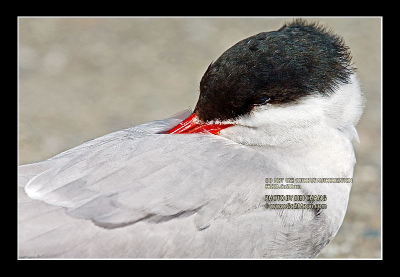 Arctic Tern