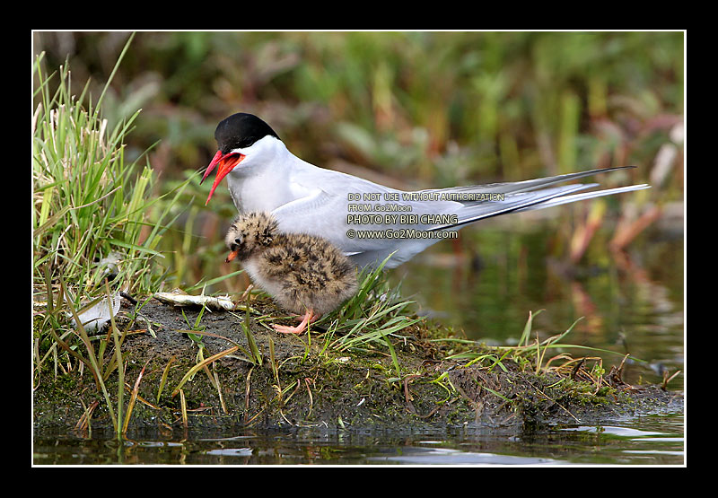 Arctic Tern Feeding