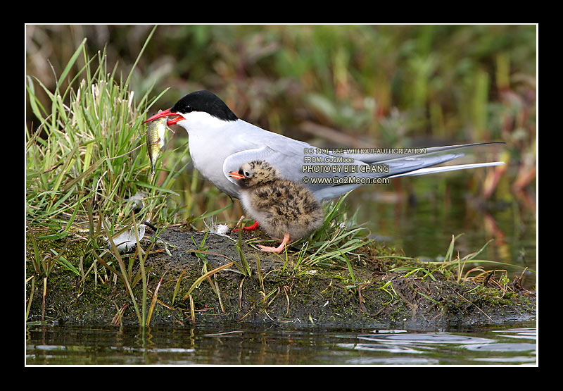 Arctic Tern Feeding
