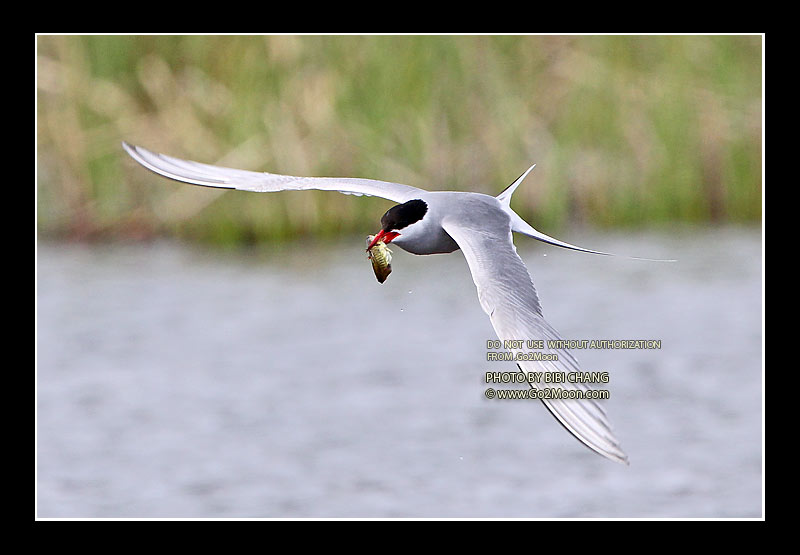 Arctic Tern with Fish
