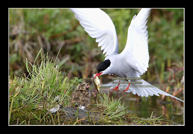 Arctic Tern Feeding