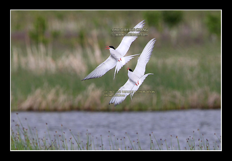 Arctic Tern