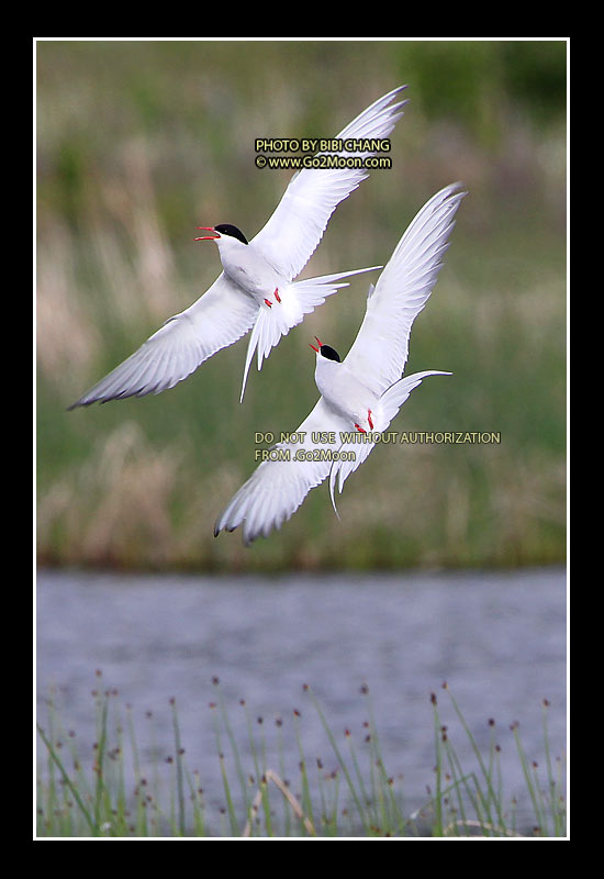 Arctic Tern