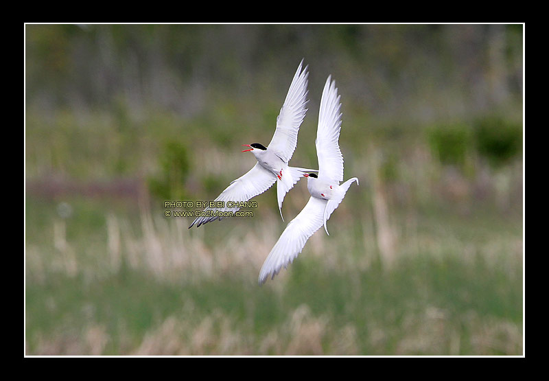 Arctic Tern
