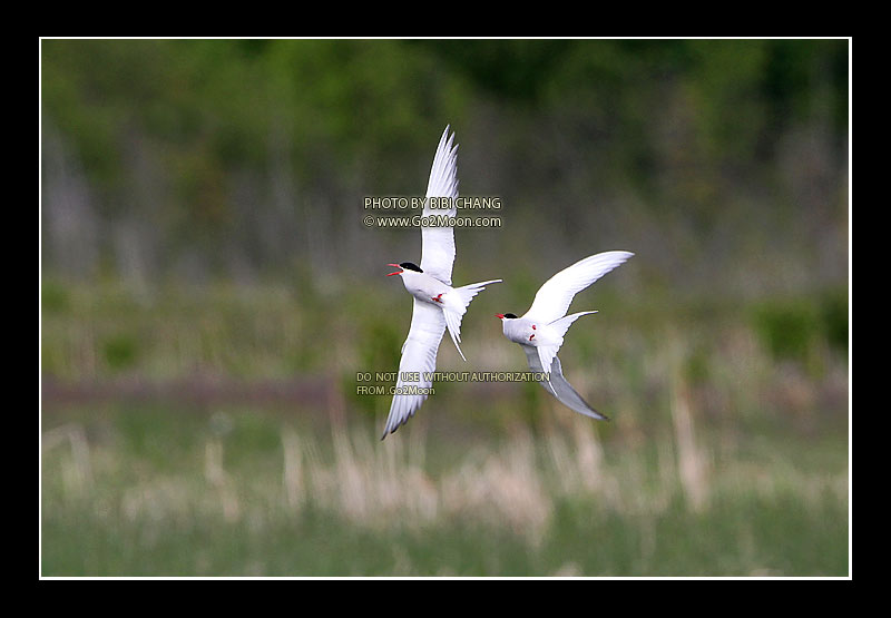 Arctic Tern