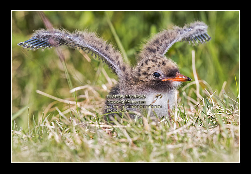 Arctic Tern Chick