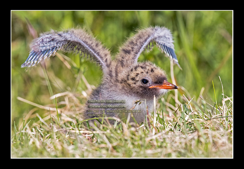 Arctic Tern Chick