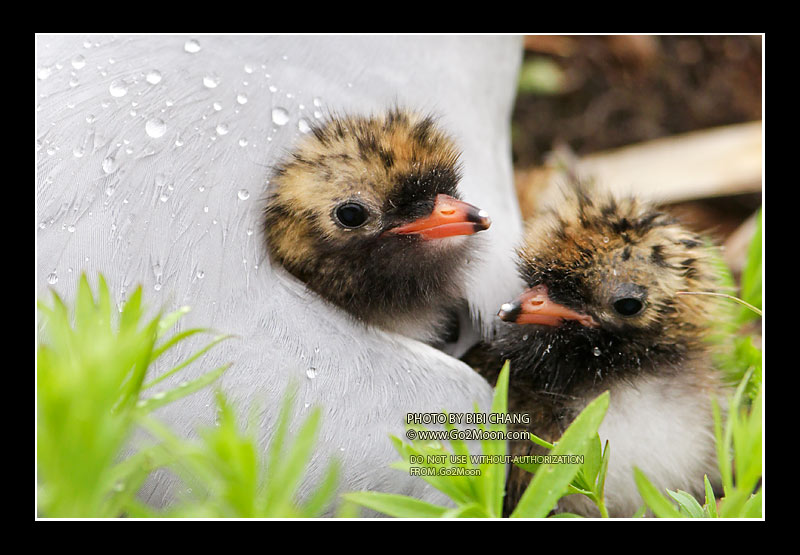 Arctic Tern Chicks