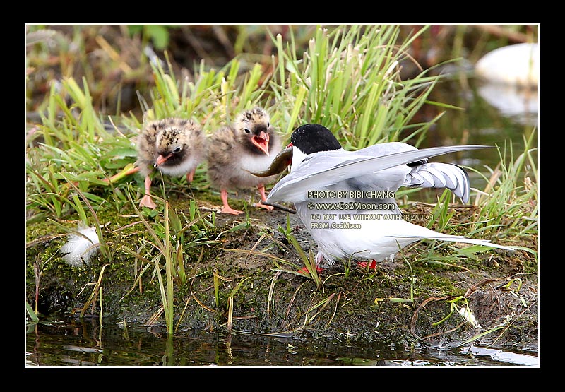 Feeding Arctic Tern Chicks