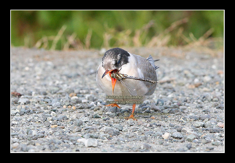 Arctic Tern Eating