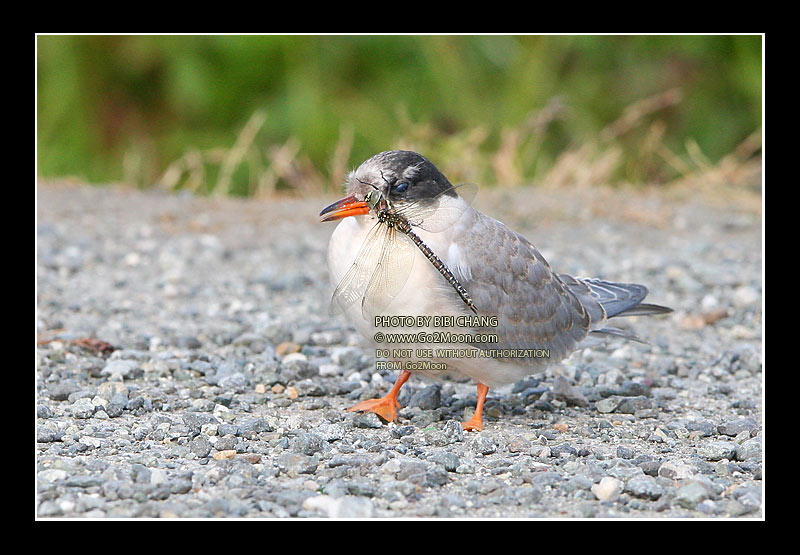 Arctic Tern Eat Insects