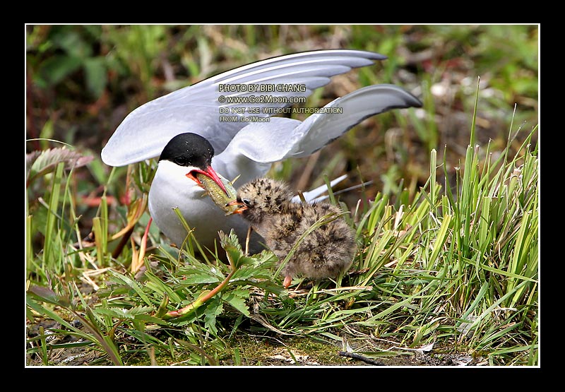 Arctic Tern Feeding