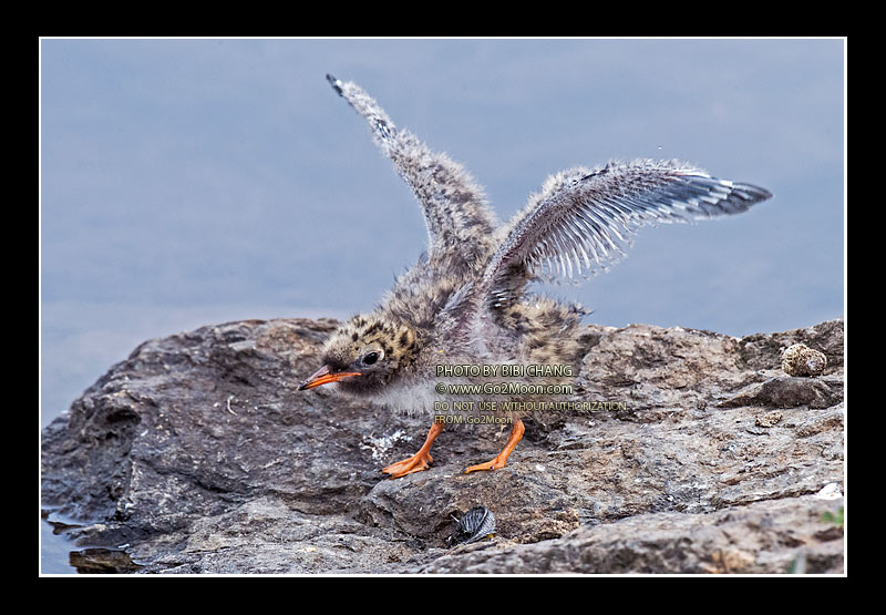 Arctic Tern Chick