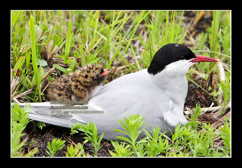 Tern Chick Riding on Back
