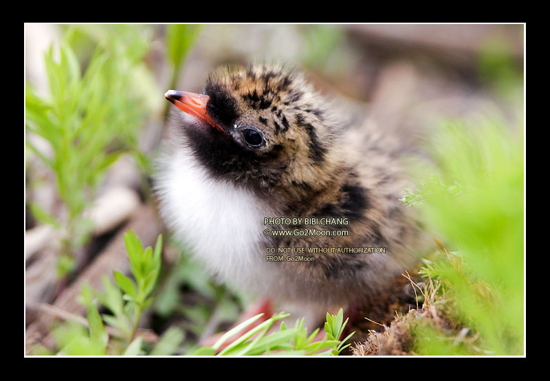 Arctic Tern Chick