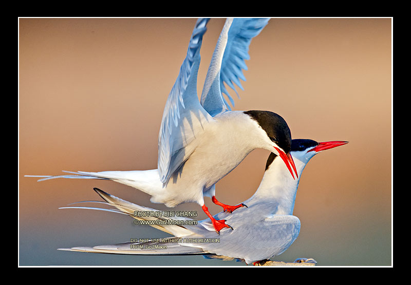 Arctic Tern Mating