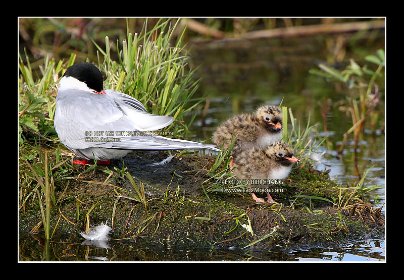 Feeding Arctic Tern Chicks