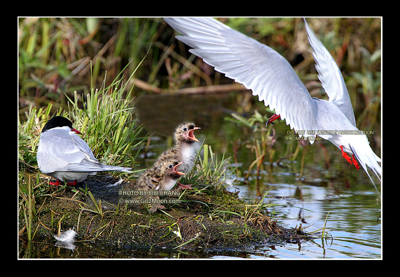 Feeding Arctic Tern Chicks